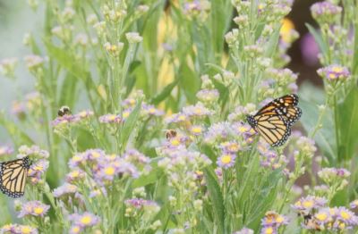 Garden for Wildlife, Inc. Announces Extension of Deadline for Reg CF Crowdfunding Offering to April 29, 2024